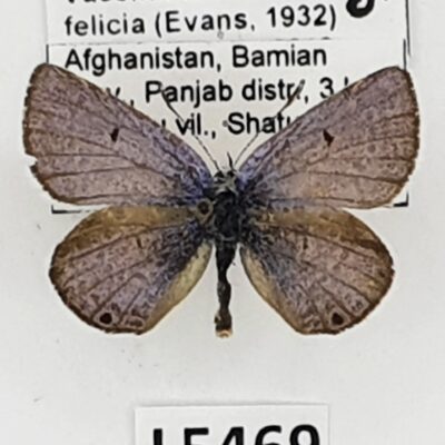 Lycaenidae, Vacciniina sieversi felicia, male, A2-/B, Afghanistan