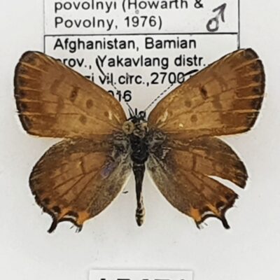 Lycaenidae, Athamanthia balucha povolnyi, male, B, Afghanistan