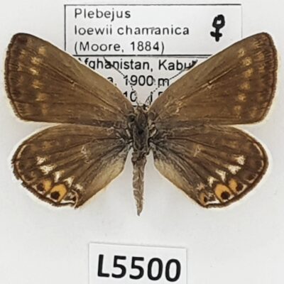 Lycaenidae, Plebejus loewii chamanica, female, A1-/A2-, Afghanistan