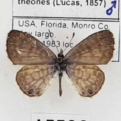 Lycaenidae, Leptotes cassius theones, male, A2-, USA