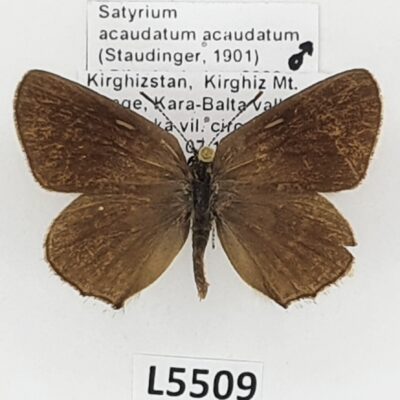 Lycaenidae, Satyrium acaudatum acaudatum, male, A2-, Kyrgyzstan