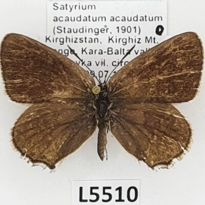 Lycaenidae, Satyrium acaudatum acaudatum, female, B, Kyrgyzstan