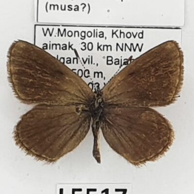 Lycaenidae, Neolycaena sp., male, A1-, Mongolia
