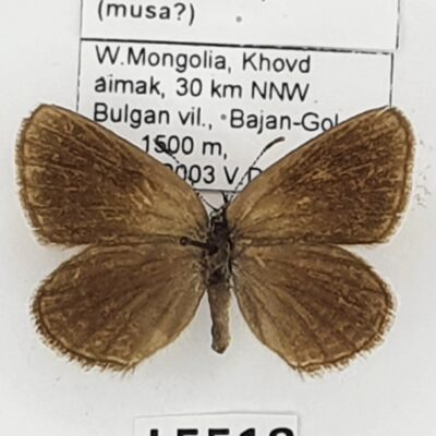 Lycaenidae, Neolycaena sp., female, A1-/A2-, Mongolia