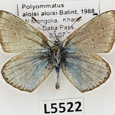 Lycaenidae, Polyommatus aloisi aloisi, male, A1-, Mongolia