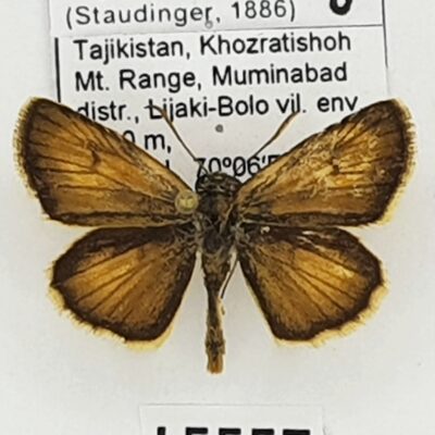 Hesperiidae, Thymelicus stigma, male, B, Tajikistan, VERY RARE