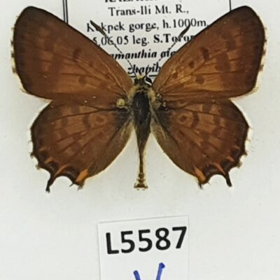 Lycaenidae, Athamanthia alexandra zhanibeki, male, A1, Kazakhstan