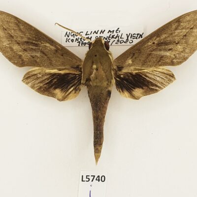 Sphingidae, Theretra clotho clotho, male, A2-, Vietnam