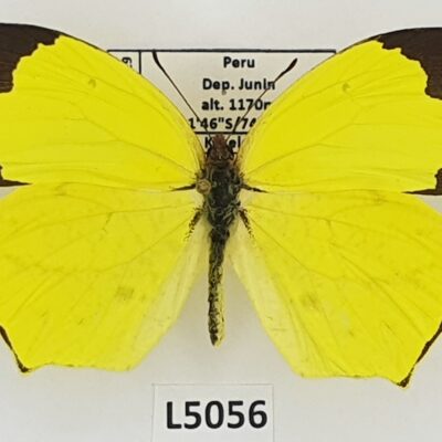 Pieridae, Eurema salome, female, A1, Peru