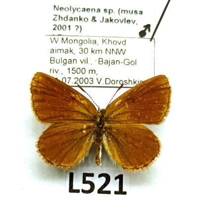 Lycaenidae, Neolycaena sp., male, A2-, Mongolia