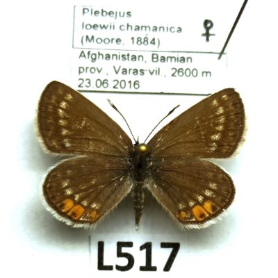 Lycaenidae, Plebejus loewii chamanica, female, A1/A1-, Afghanistan