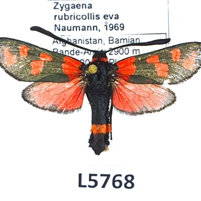 Zygaenidae, Zygaena rubricollis eva, B, Afghanistan