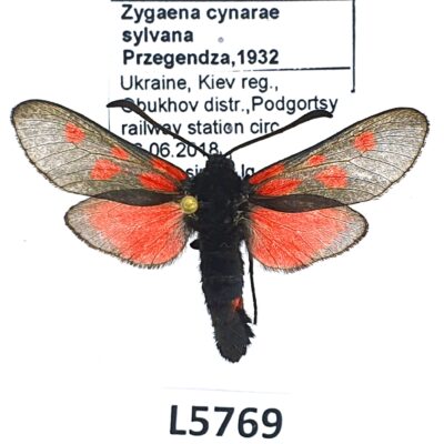 Zygaenidae, Zygaena cynarae sylvana, A1-, Ukraine