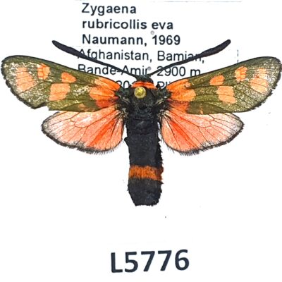Zygaenidae, Zygaena rubricollis eva, B, Afghanistan