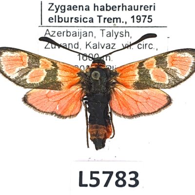 Zygaenidae, Zygaena haberhaureri elbursica, A1, Azerbaijan