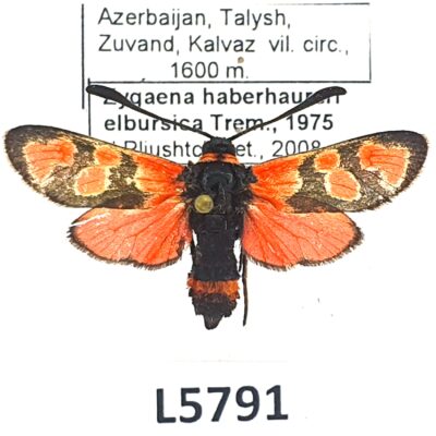 Zygaenidae, Zygaena haberhaureri elbursica, A1-, Azerbaijan