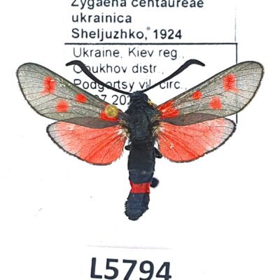 Zygaenidae, Zygaena centaureae ukrainica, A1, Ukraine