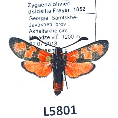 Zygaenidae, Zygaena olivieri dsidsilia, Georgia