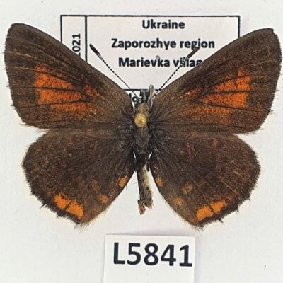 Lycaenidae, Tomares nogelii, male?, A1, Ukraine