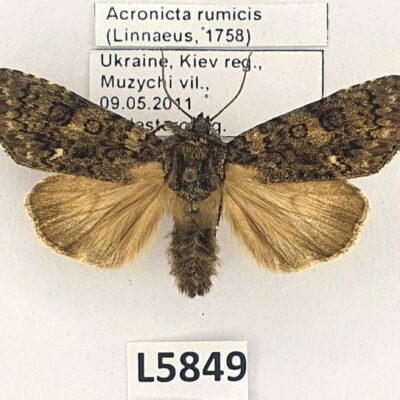 Noctuidae, Acronicta rumicis, A1, Ukraine