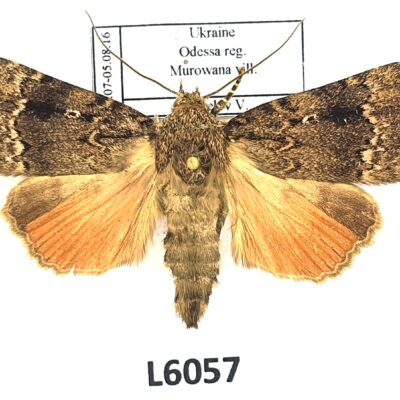 Noctuidae, Amphipyra pyramidea, A1, Ukraine