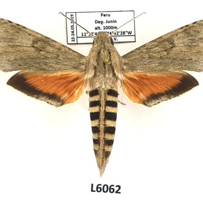Sphingidae, Erinnyis ello, female, A1, Peru