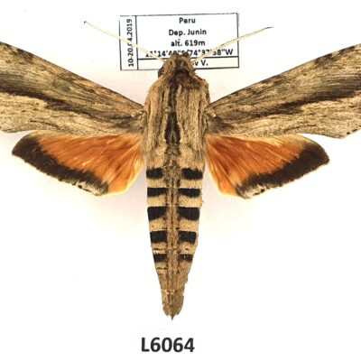 Sphingidae, Erinnyis ello, male, A1, Peru