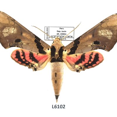 Sphingidae, Adhemarius gannascus, male, A1-, Peru