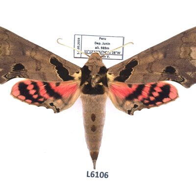 Sphingidae, Adhemarius daphne, male, A1, Peru