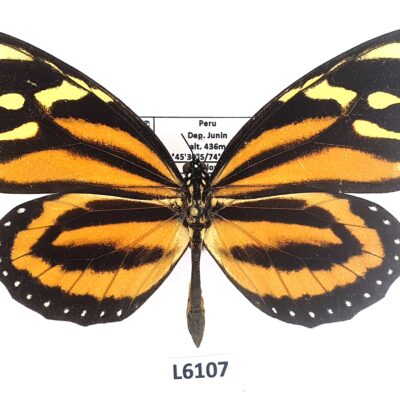 Nymphalidae, Danainae, Lycorea halia, A1-, Peru