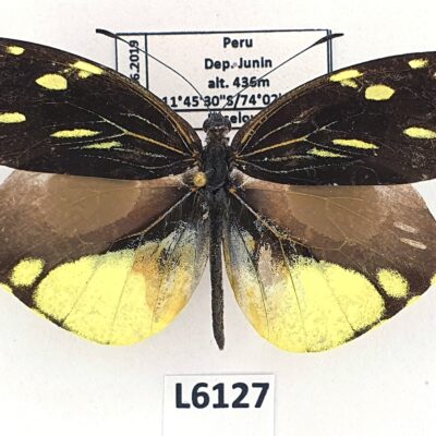 Pieridae, Lieinix nemesis, male, A1-/A2-, Peru