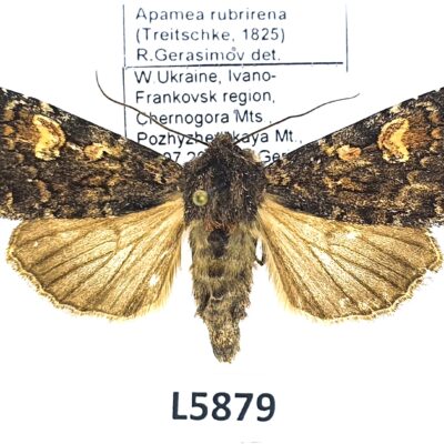 Noctuidae, Apamea rubrirena, A1-, Ukraine