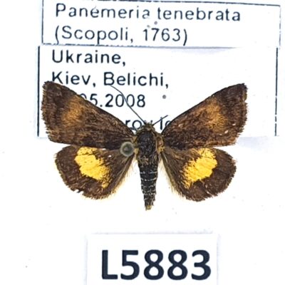 Noctuidae, Panemeria tenebrata, A1-, Ukraine, RARE