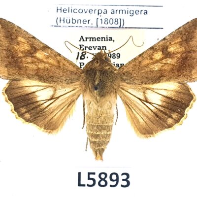 Noctuidae, Helicoverpa armigera, A1-/A2-, Armenia