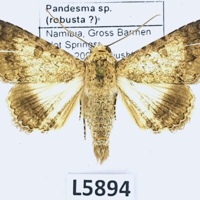 Erebidae, Pandesma robusta?, B, Namibia