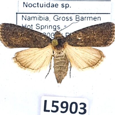 Noctuidae sp., A1-, Namibia