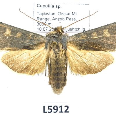 Noctuidae, Cucullia sp., A1-, Tajikistan