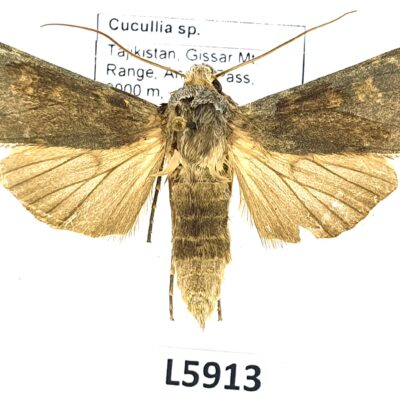 Noctuidae, Cucullia sp., A2-, Tajikistan