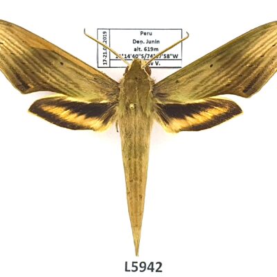 Sphingidae, Xylophanes libya, male, A1, Peru