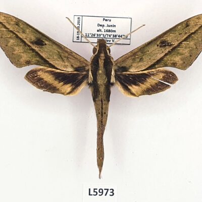 Sphingidae, Xylophanes docilis, male, B, Peru