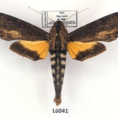 Sphingidae, Erinnyis alope, male, A1-, Peru