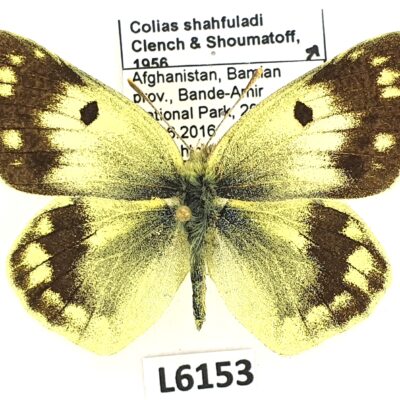 Pieridae, Colias shahfuladi, male, A1, Afghanistan