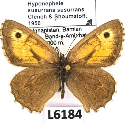 Nymphalidae, Satyrinae, Hyponephele susurrans susurrans, male, B, Afghanistan