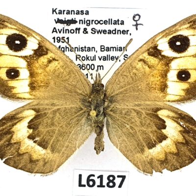 Nymphalidae, Satyrinae, Karanasa nigrocellata, female, B, Afghanistan
