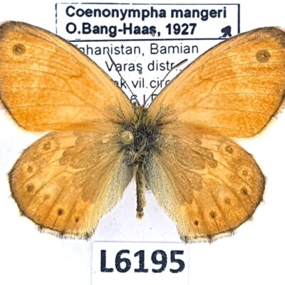 Nymphalidae, Satyrinae, Coenonympha mangeri, male, A1/A1-, Afghanistan