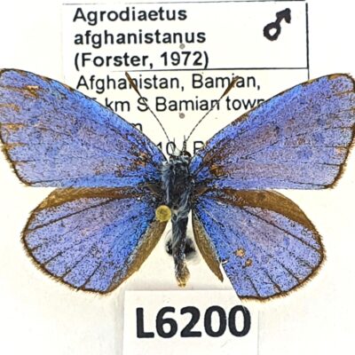 Lycaenidae, Agrodiaetus afghanistanus, male, B, Afghanistan, VERY RARE