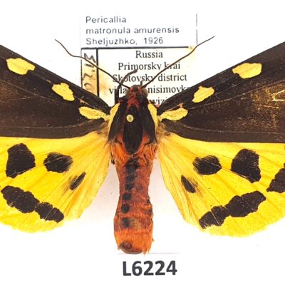 Erebidae, Arctiinae, Pericallia matronula amurensis, A2-, Russia