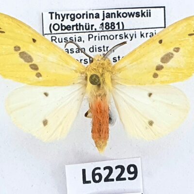 Erebidae, Arctiinae, Thyrgorina jankowskii, male, A-, Russia