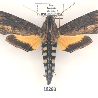 Sphingidae, Erinnyis alope, male, A1, Peru