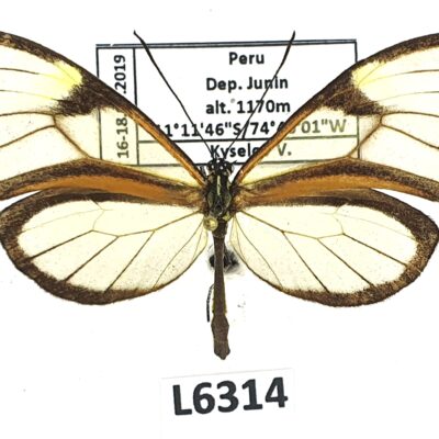 Nymphalidae, Danainae sp., male, A1, Peru, L6314